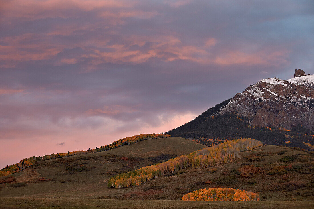 Patches of yellow aspens in the fall under pink clouds, Uncompahgre National Forest, Colorado, United States of America, North America