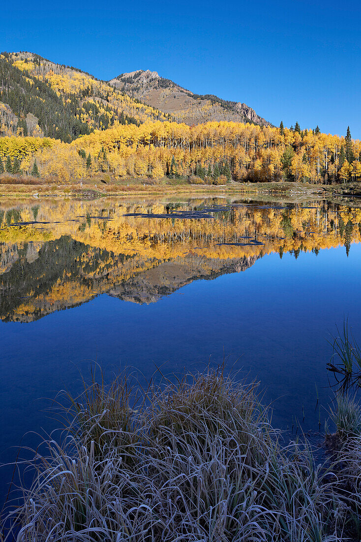 Yellow aspen trees reflected in Priest Lake in the fall, San Juan National Forest, Colorado, United States of America, North America