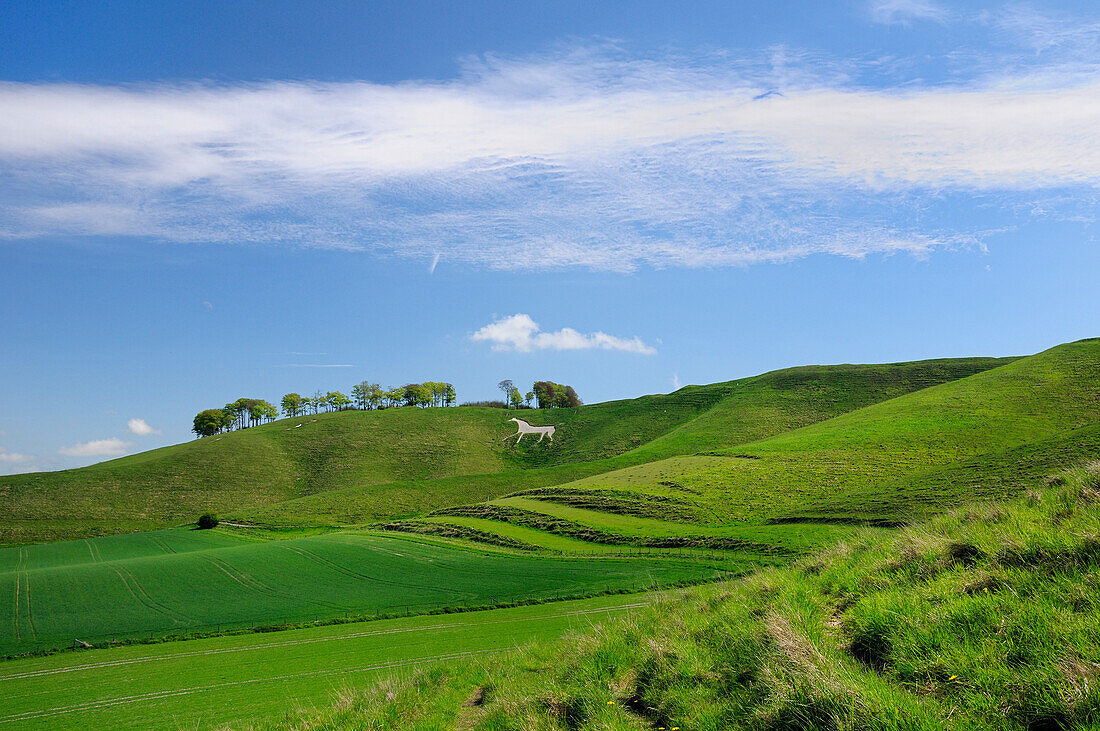 Cherhill white horse, first cut into chalk downland in 1780, Wiltshire, England, United Kingdom, Europe