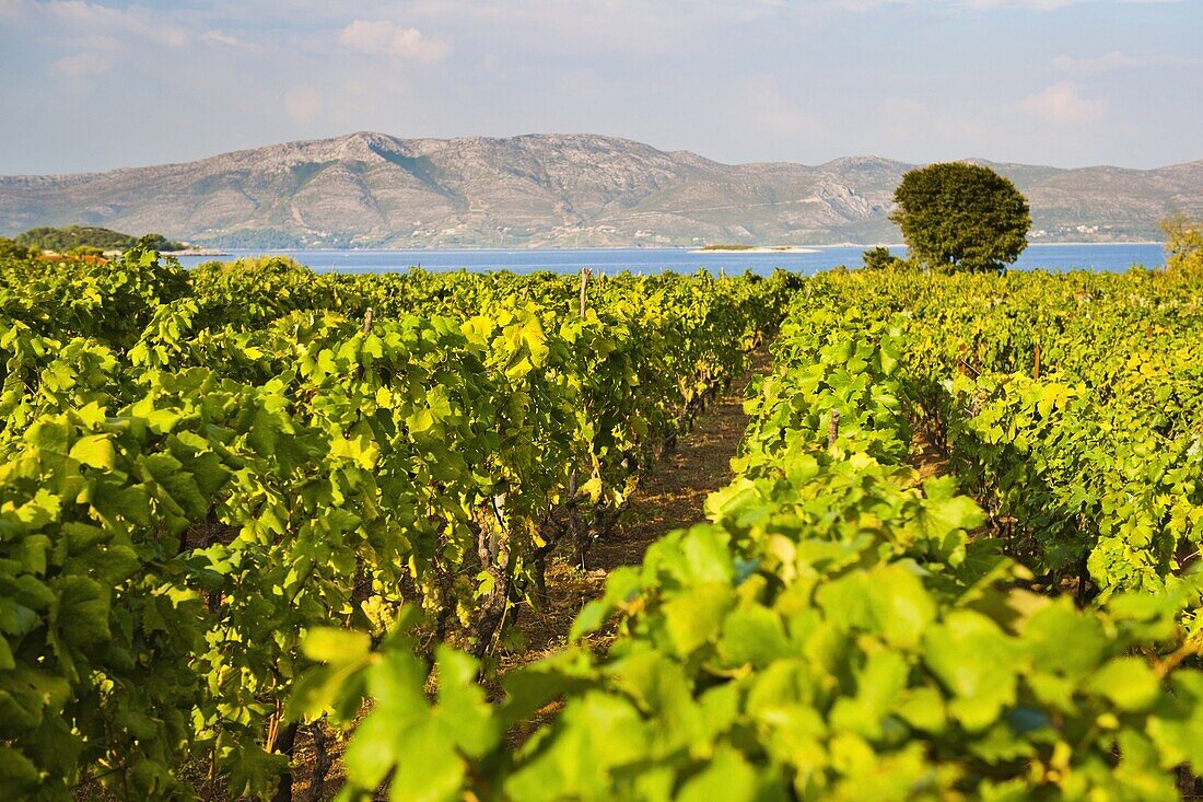 Vineyard, Lumbarda, Korcula Island, Dalmatian Coast, Adriatic, Croatia, Europe