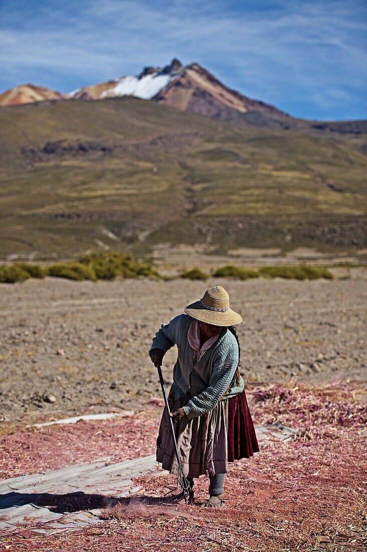 Farming quinoa, a super food, on the Bolivian Altiplano, Bolivia, South America