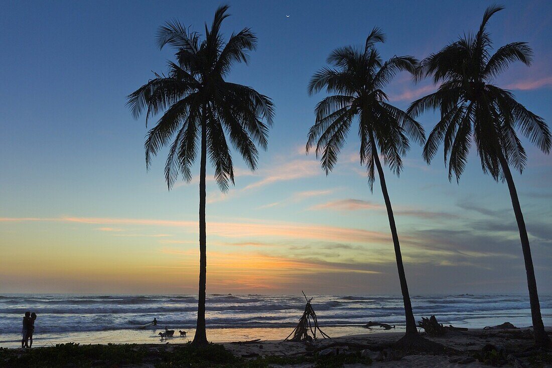 Palm trees at sunset on Playa Guiones surf beach at sunset, Nosara, Nicoya Peninsula, Guanacaste Province, Costa Rica, Central America