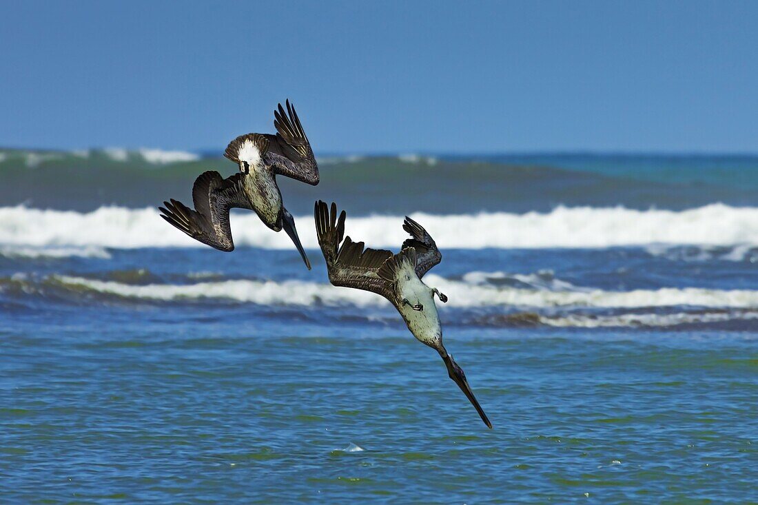 Pair of Brown Pelicans (Pelecanus occidentalis) dive for fish at the Nosara River mouth, Nosara, Guanacaste Province, Costa Rica, Central America