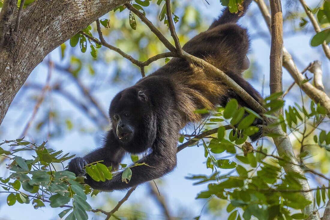 'A Mantled Howler Monkey (Alouatta palliata), known for it's call, eating leaves in tree; Nosara, Guanacaste Province, Costa Rica, Central America'