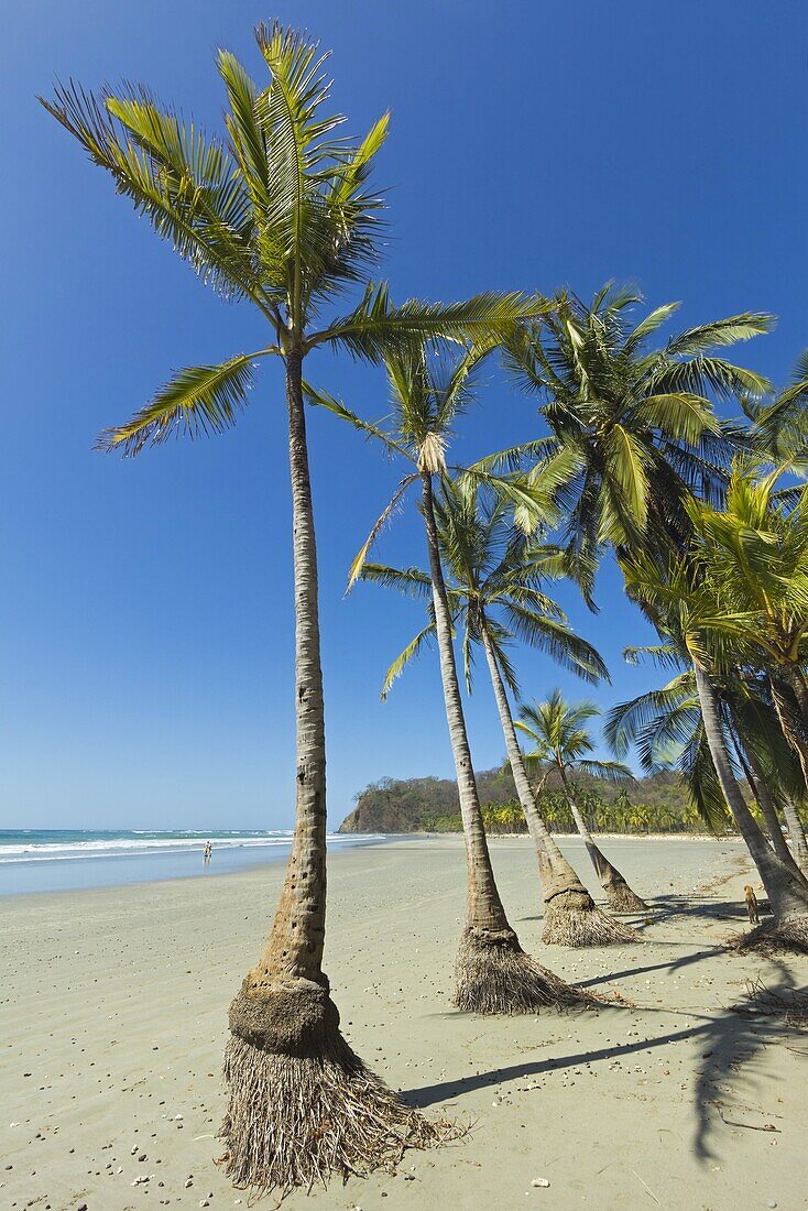 'The white sand palm-fringed beach at this laid-back village & resort; Samara, Guanacaste Province, Nicoya Peninsula, Costa Rica, Central America'