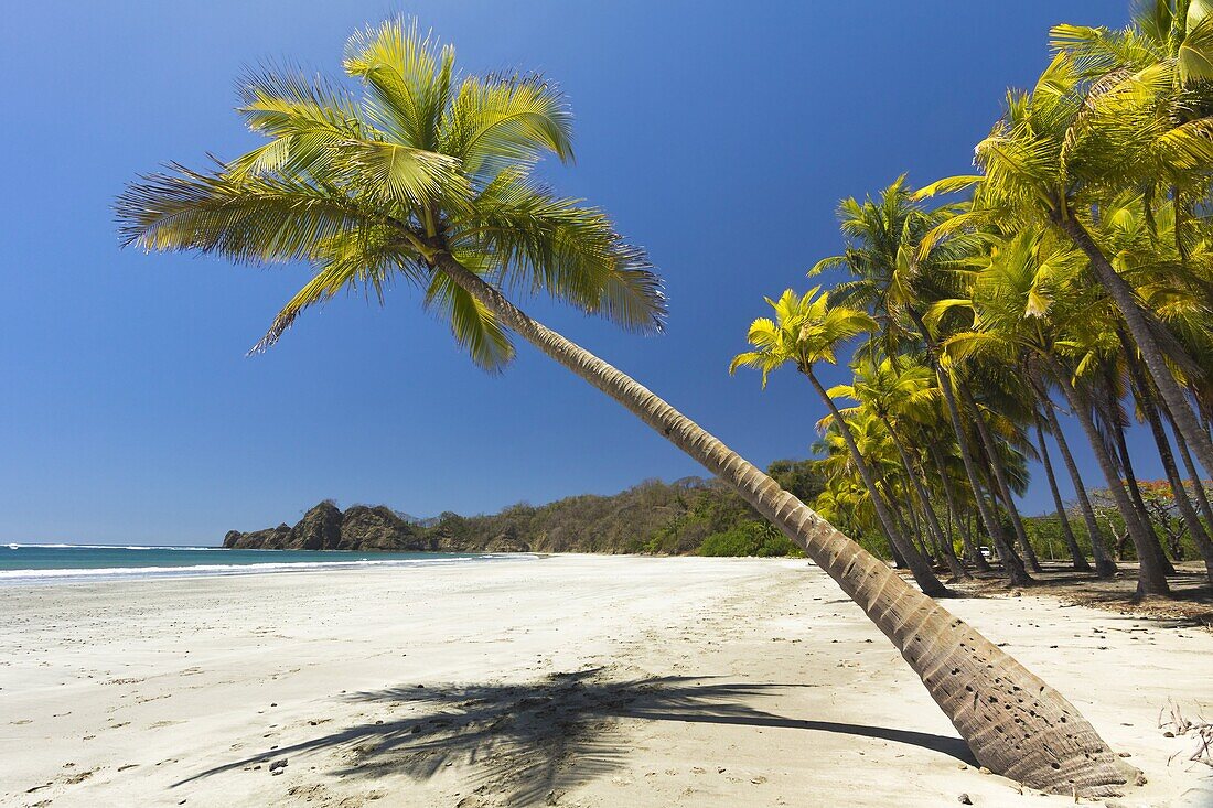 Beautiful palm fringed, white sand Playa Carrillo, Carrillo, nr Samara, Guanacaste Province, Nicoya Peninsula, Costa Rica, Central America