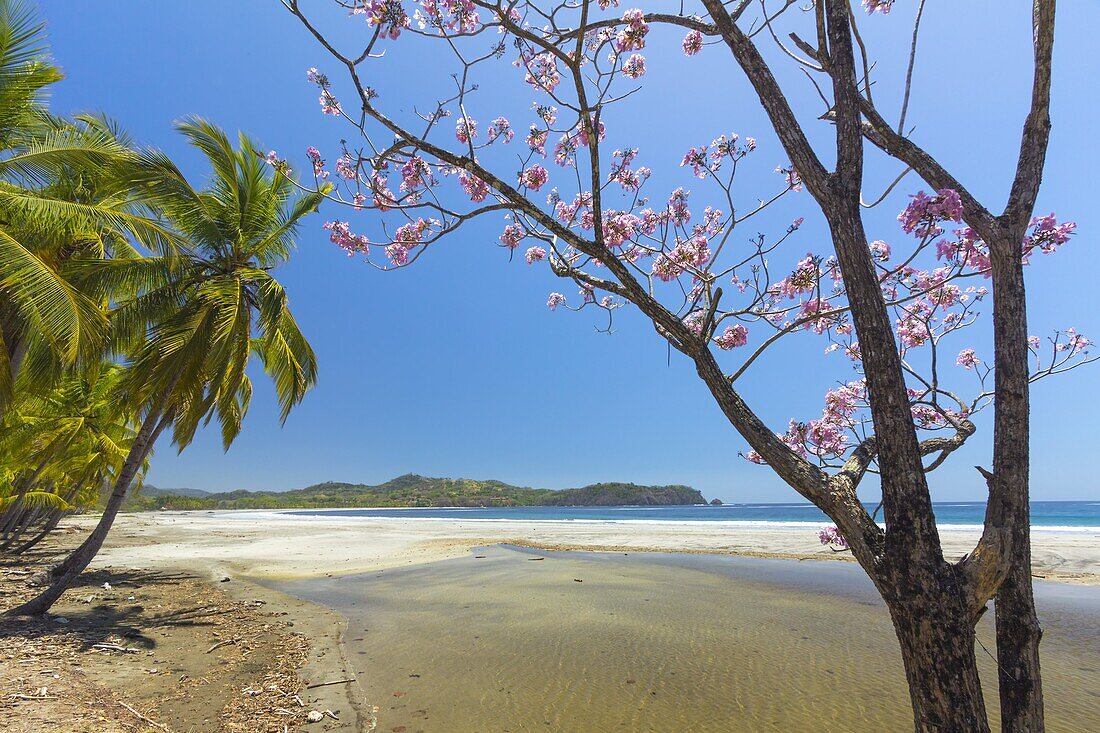 Beautiful palm fringed white sand Playa Carrillo, Carrillo, near Samara, Guanacaste Province, Nicoya Peninsula, Costa Rica, Central America