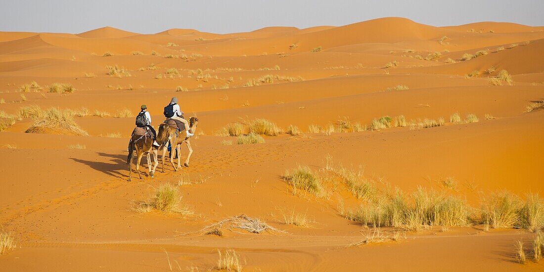 Tourist couple on a camel ride in Erg Chebbi Desert, Sahara Desert near Merzouga, Morocco, North Africa, Africa