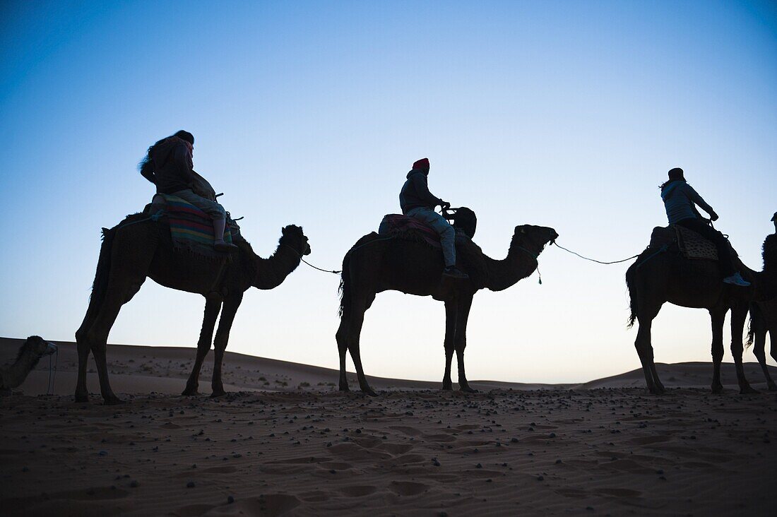 Tourists silhouetted on a camel ride at night, Erg Chebbi Desert, Sahara Desert near Merzouga, Morocco, North Africa, Africa
