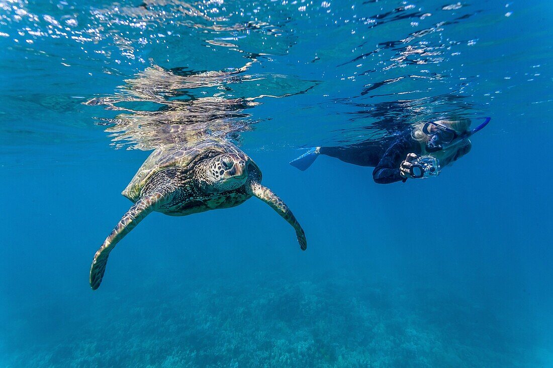 Green sea turtle (Chelonia mydas) underwater with snorkeler, Maui, Hawaii, United States of America, Pacific