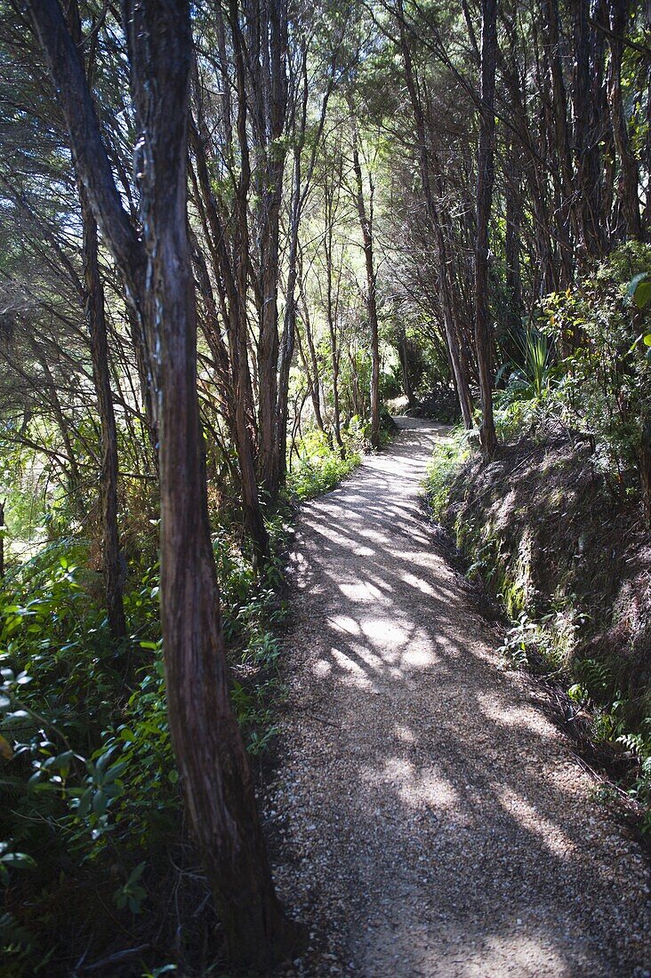 Forest path in the rainforest surrounding Pupu Springs (Te Waikoropupu Springs), Golden Bay, Tasman Region, South Island, New Zealand, Pacific