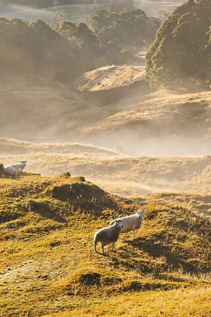 Canaan Downs Scenic Reserve at sunrise, Abel Tasman National Park, South Island, New Zealand, Pacific