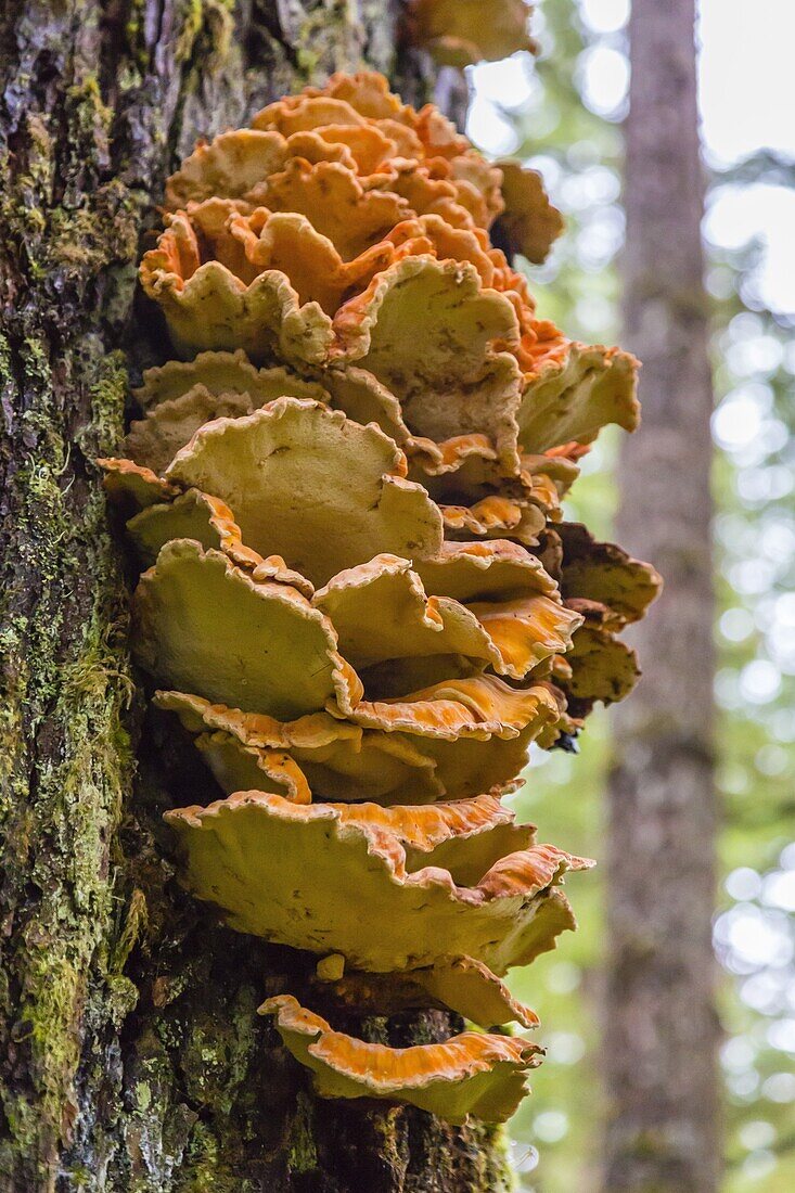 The shelving fungus called Chicken-of-the-Woods (Laeitiporus sulphureus), Williams Cove, Southeast Alaska, United States of America, North America