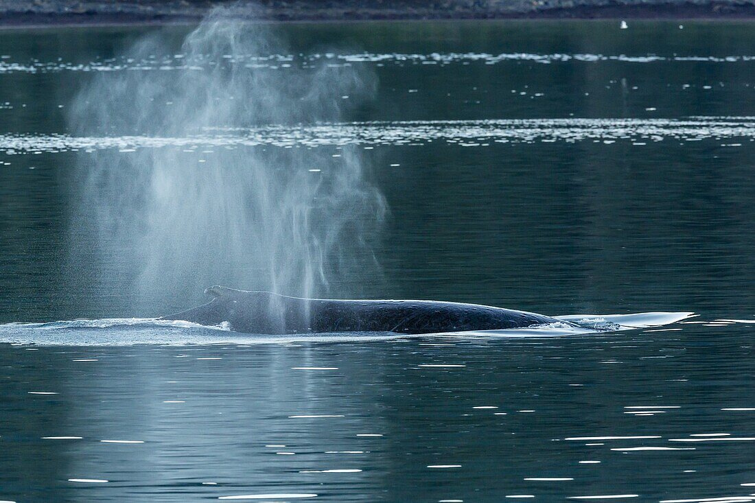 Adult humpback whale (Megaptera novaeangliae) flukes-up dive, Snow Pass, Southeast Alaska, United States of America, North America