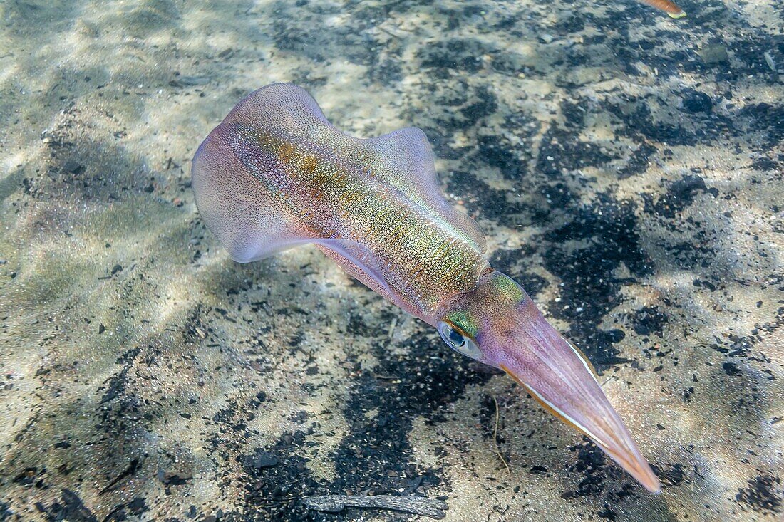 Oval squid (Sepioteuthis lessoniana), Honolua Bay, West Maui, Hawaii, United States of America, Pacific