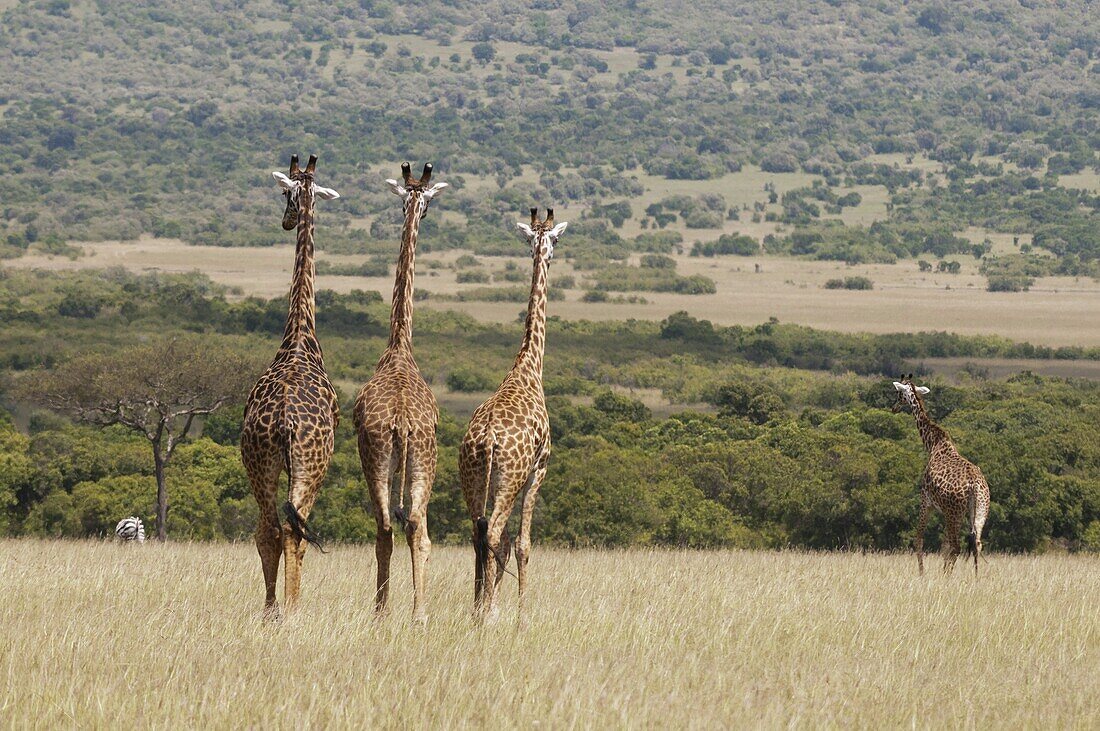 Masai giraffe (Giraffa camelopardalis), Masai Mara National Reserve, Kenya, East Africa, Africa