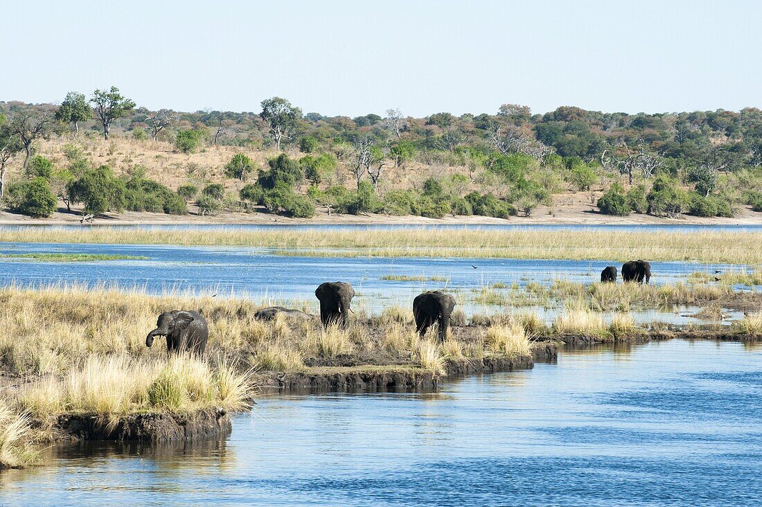 African elephants (Loxodonta africana), Chobe National Park, Botswana, Africa