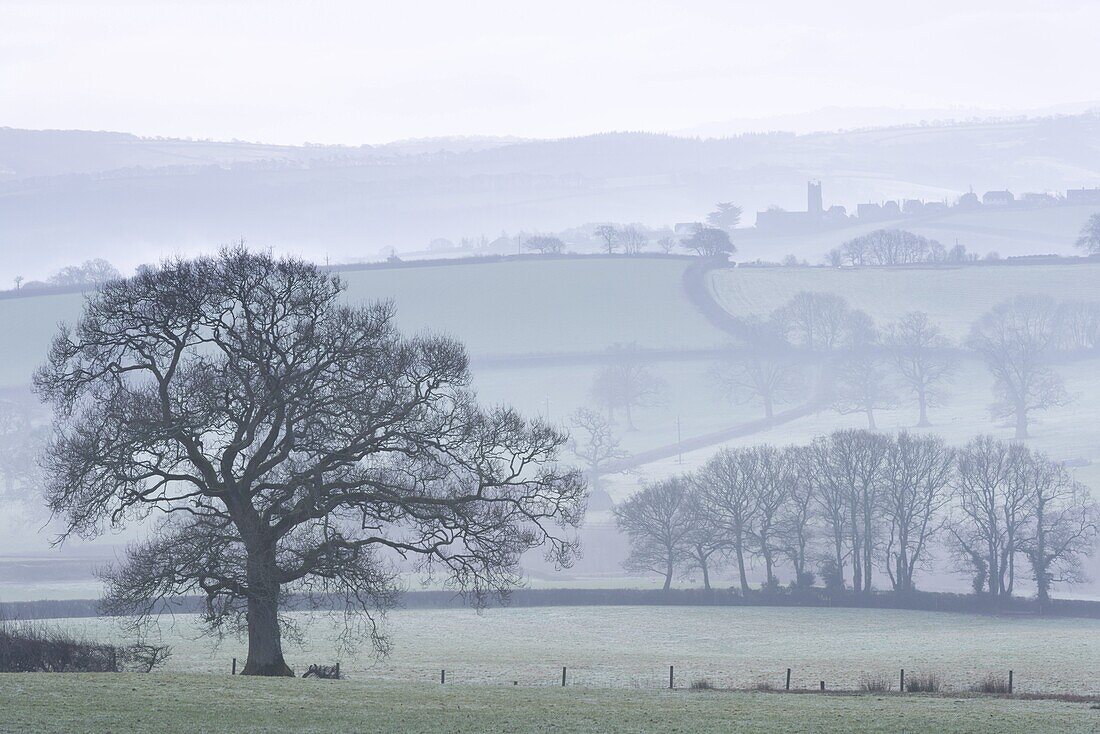 Misty rolling countryside with trees in wintertime, Copplestone, Devon, England, United Kingdom, Europe