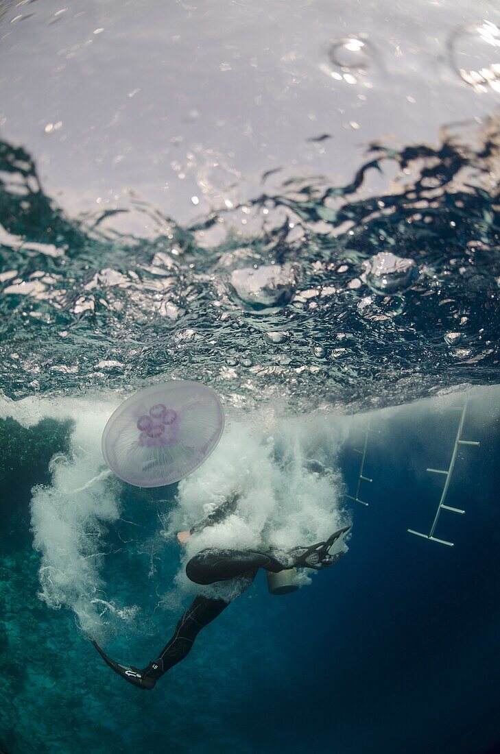 Underwater view of a scuba diver entering the water, Ras Mohammed National Park, Red Sea, Egypt, North Africa, Africa