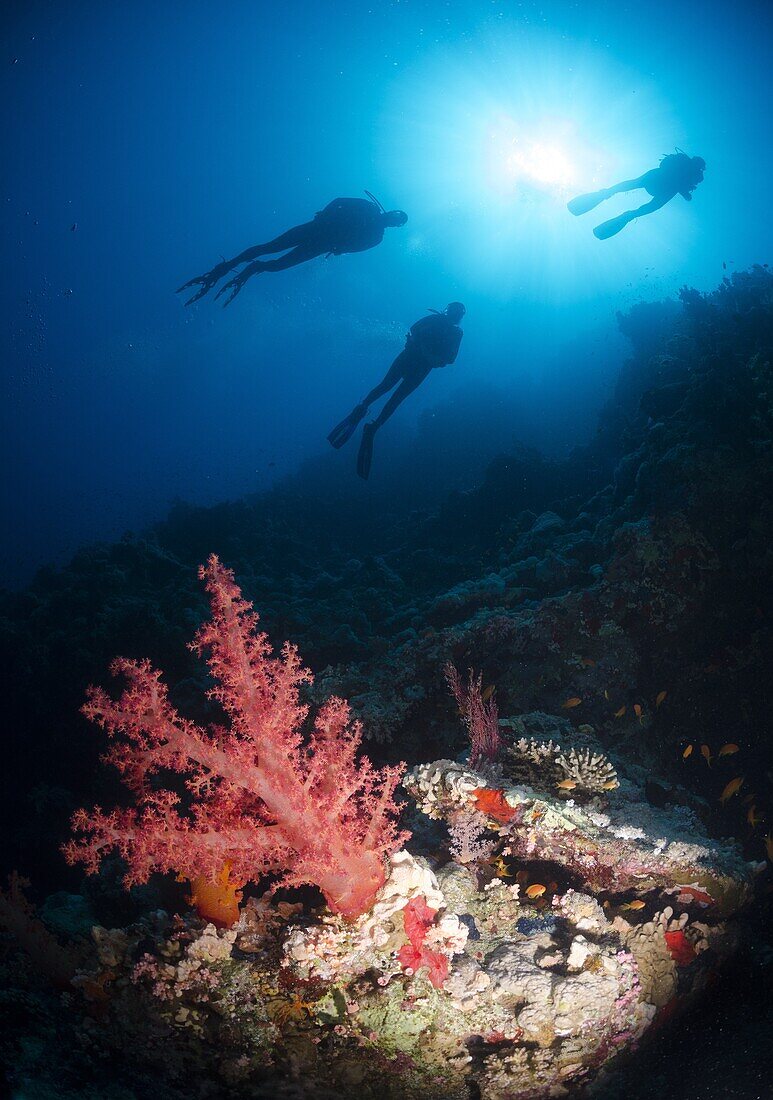 Silhouette of three scuba divers above coral reef, Ras Mohammed National Park, Red Sea, Egypt, North Africa, Africa