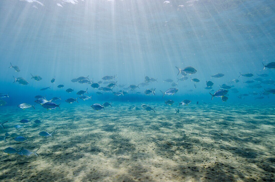 Shoal of fish in shallow sandy bay, Naama Bay, Sharm el-Sheikh, Red Sea, Egypt, North Africa, Africa