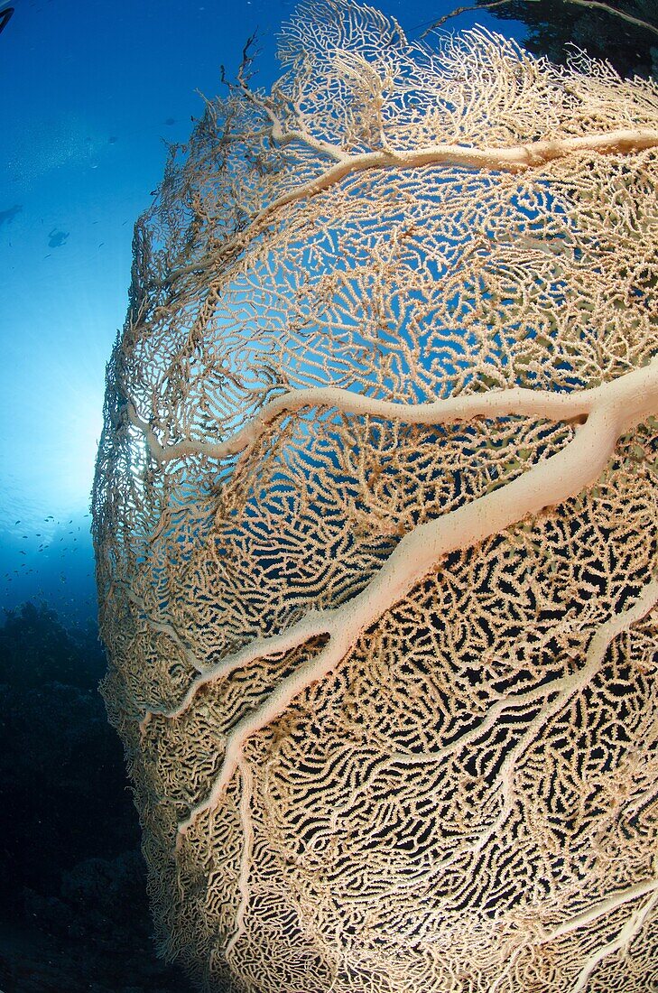 Giant sea fan (Gorgonian fan coral) (Annella mollis), Ras Mohammed National Park, Red Sea, Egypt, North Africa, Africa