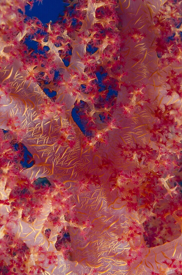 Macro shot of stem and branches of pink soft broccoli coral (Dendronephthya hemprichi), Ras Mohammed National Park, off Sharm el-Sheikh, Sinai, Red Sea, Egypt, North Africa, Africa