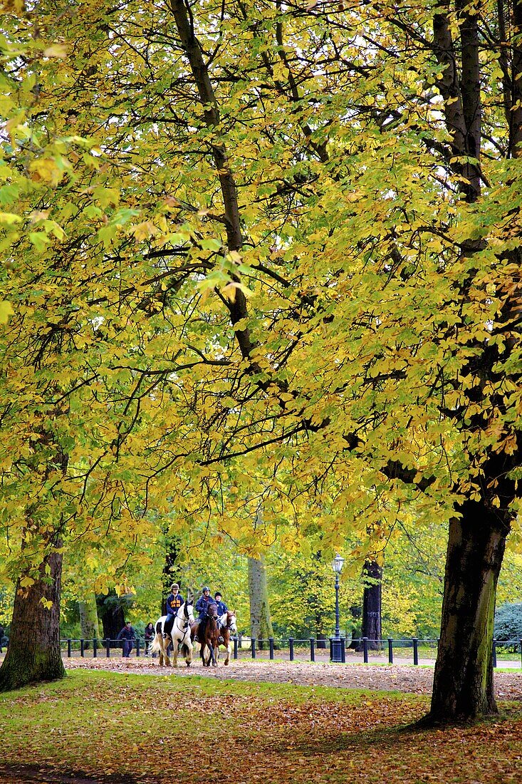 Horses in an autumnal Hyde Park, London, England, United Kingdom, Europe