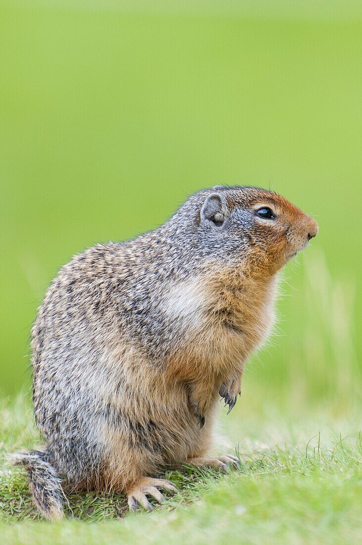 Columbian ground squirrel (Spermophilus columbianus), Barkersville, British Columbia, Canada, North America