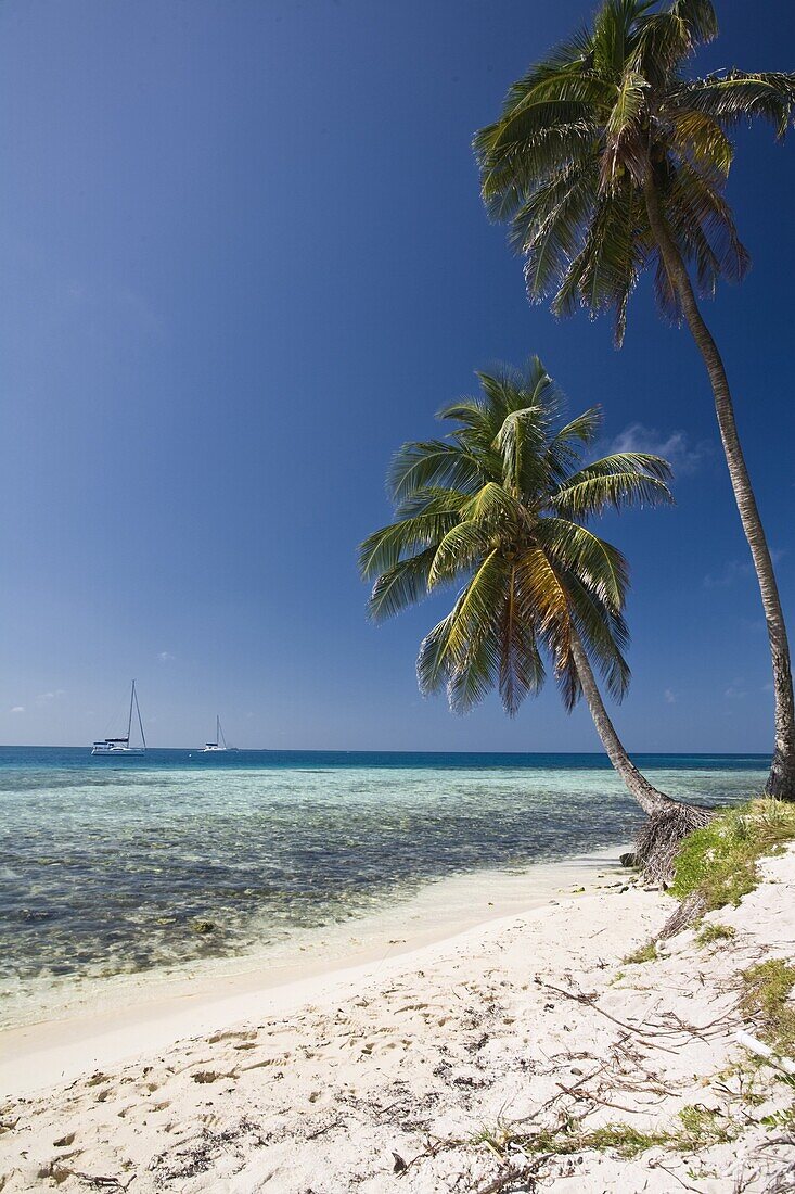 Palm trees on beach, Silk Caye, Belize, Central America