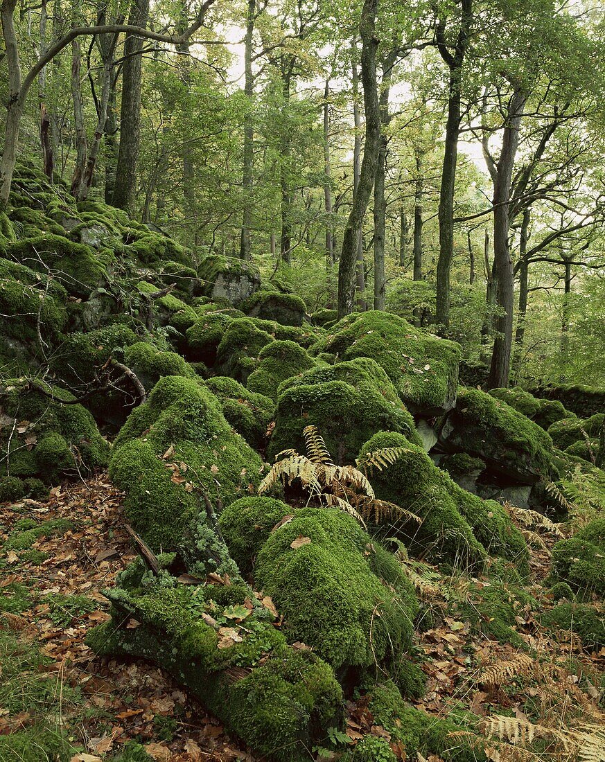 Strutta Wood, near Ashness Bridge, Borrowdale, Lake District, Cumbria, England, United Kingdom, Europe