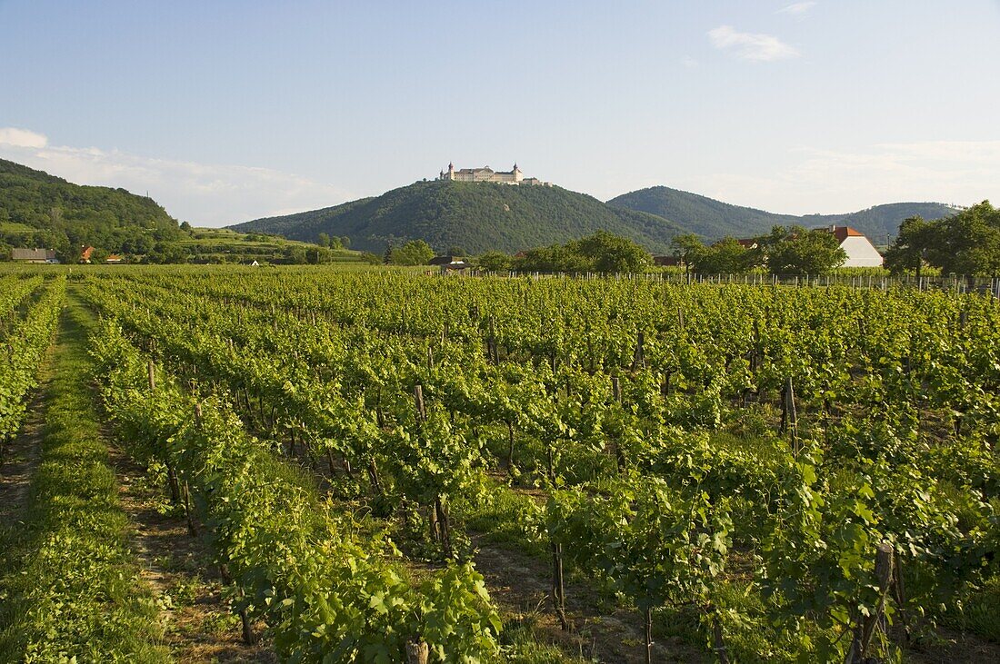 Vineyards and Stift gottfried, Krems, Wachau, Austria, Europe