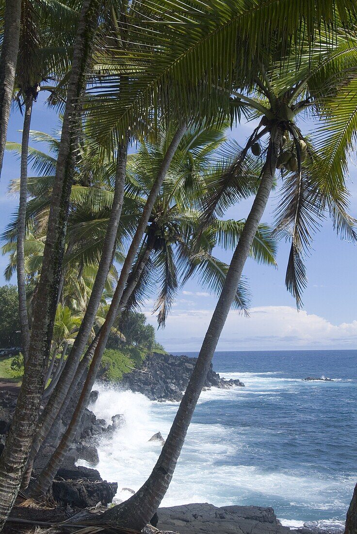 Puna (Black Sand) Beach, Island of Hawaii (Big Island), Hawaii, United States of America, Pacific, North America