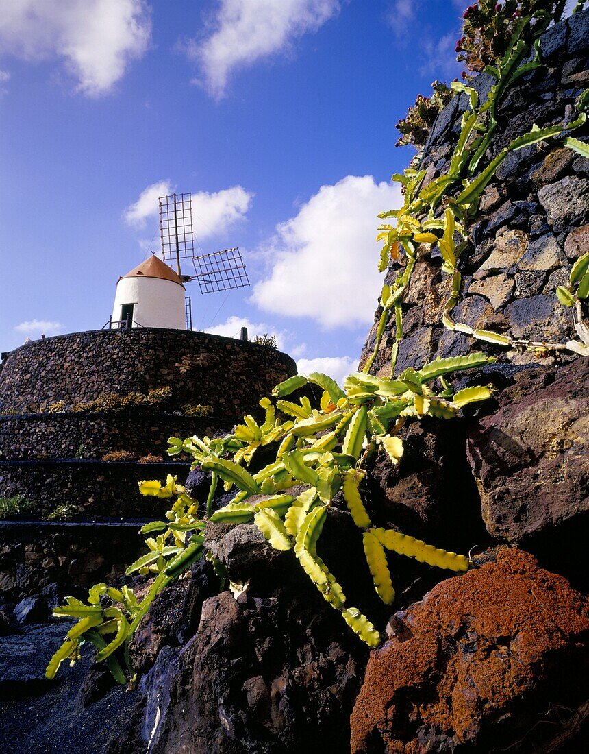 Cacti and windmill at Jardin de los Cactus, Cesar Manrique's work of art, Lanzarote, Canary Islands, Spain, Atlantic, Europe