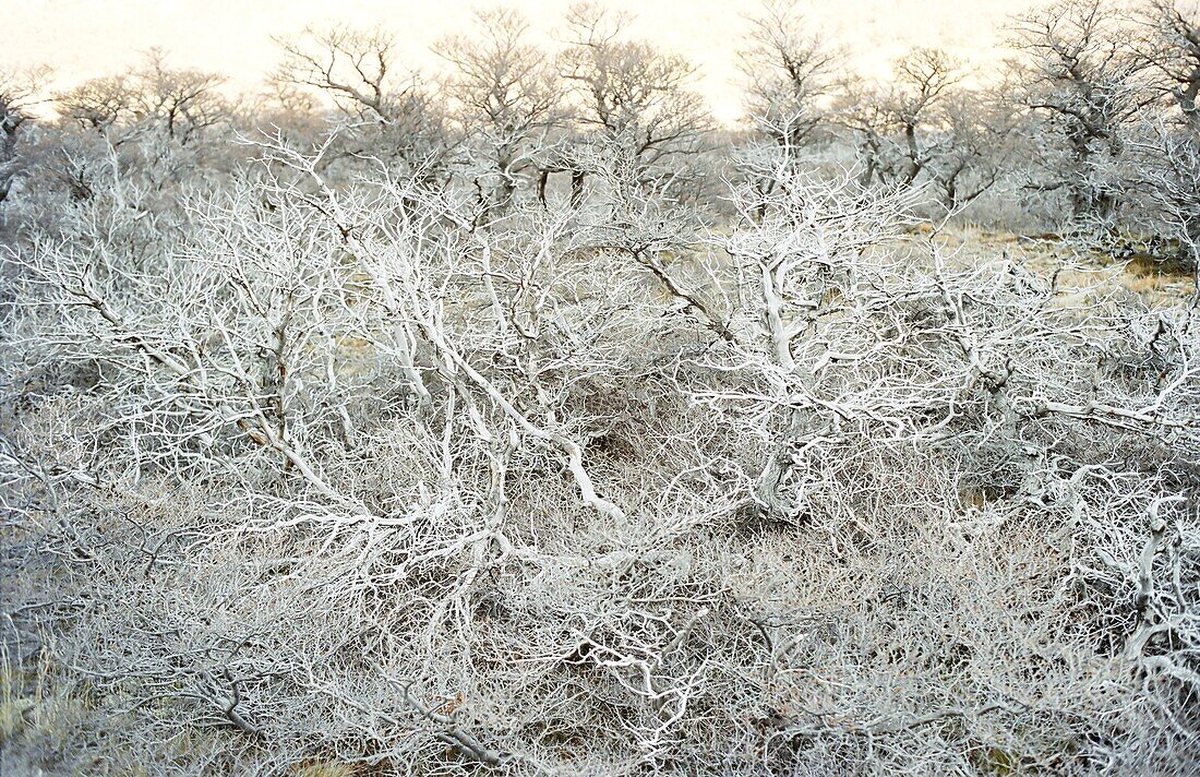 Dead wood, El Chalten, Patagonia, Argentina, South America