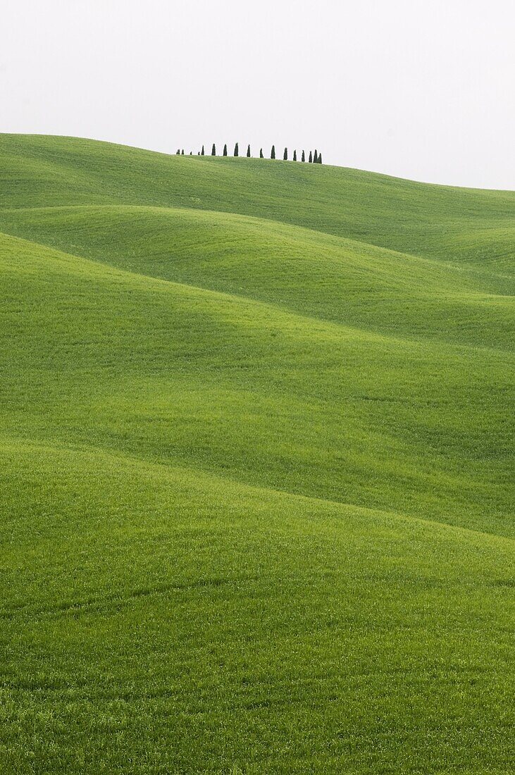 Countryside near San Quirico d'Orcia, Val d'Orcia, Siena province, Tuscany, Italy, Europe