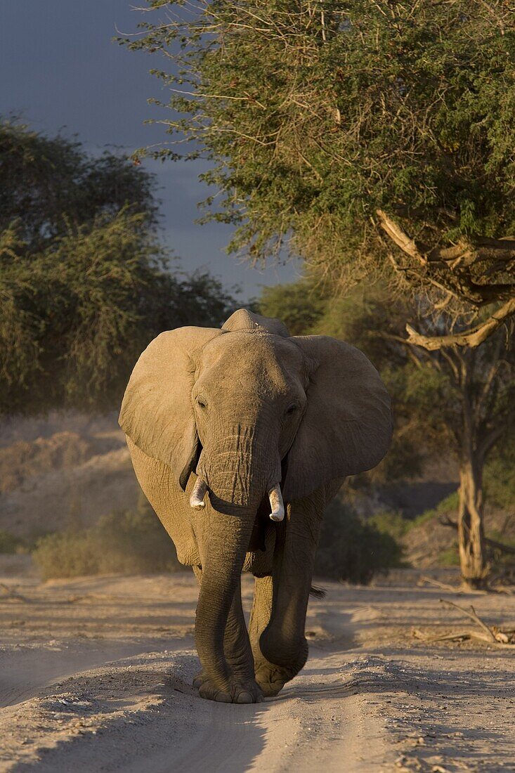 Desert-dwelling elephant (Loxodonta africana africana), Namibia, Africa