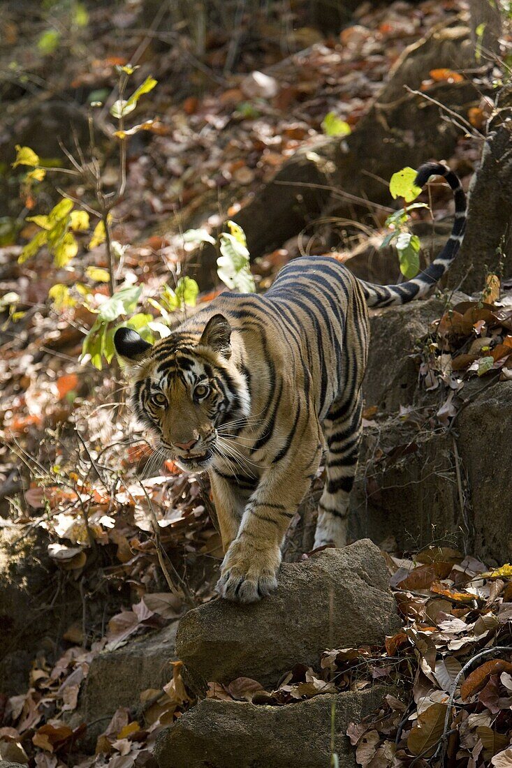 Indian Tiger (Bengal tiger) (Panthera tigris tigris), Bandhavgarh National Park, Madhya Pradesh state, India, Asia