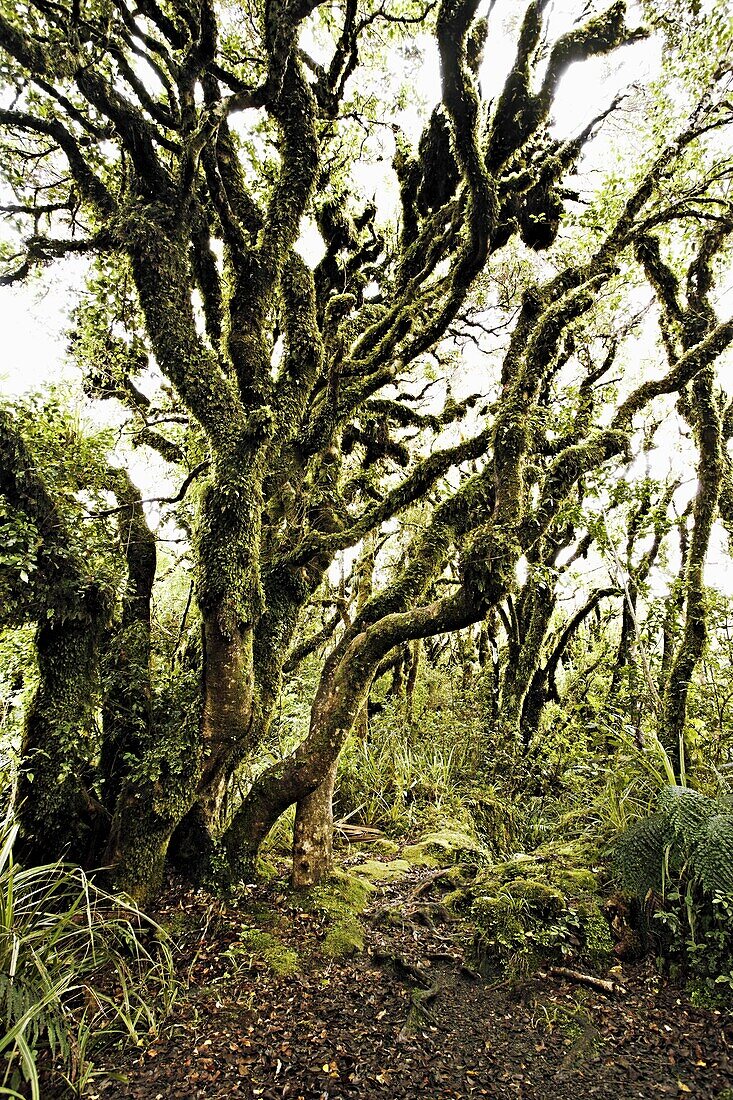 Native bush at Dawson Falls, where woodland is known as the Goblin forest due to trailing moss and gnarled trees, Egmont National Park, Taranaki, North Island, New Zealand, Pacific