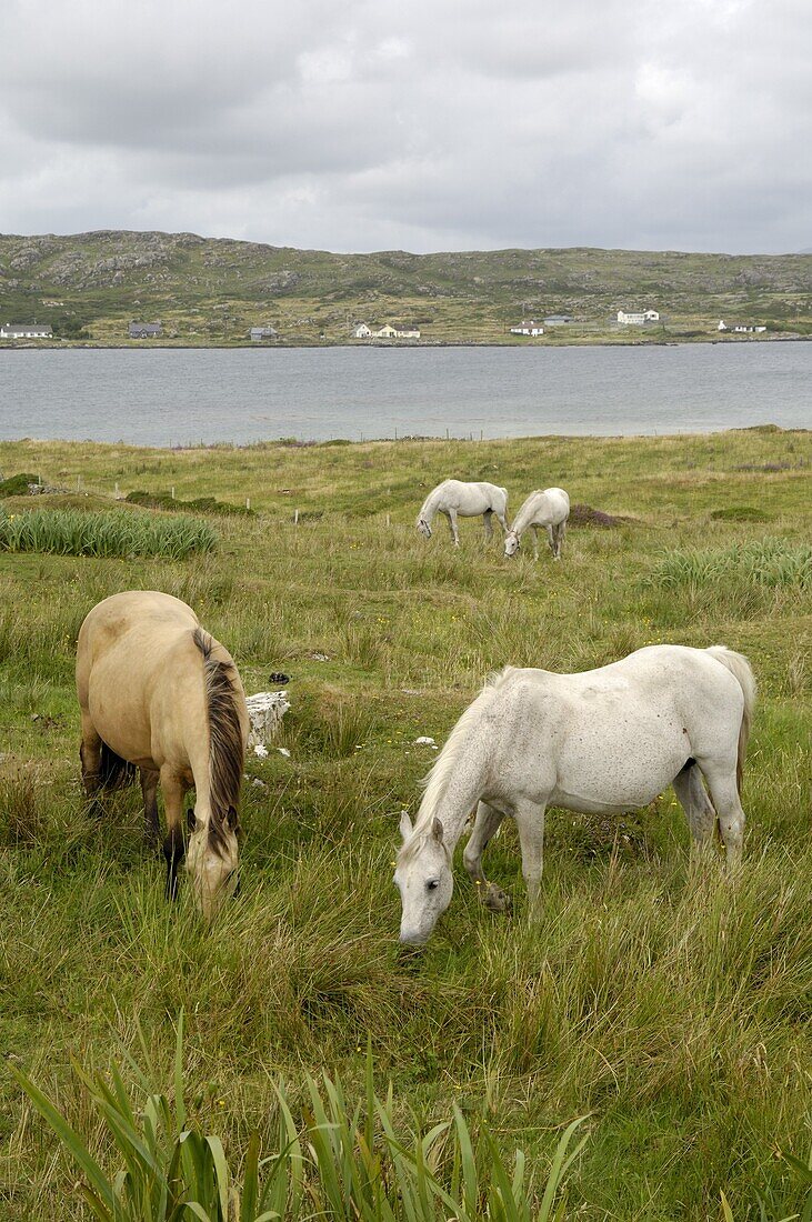 Connemara Ponies, County Galway, Connacht, Republic of Ireland, Europe