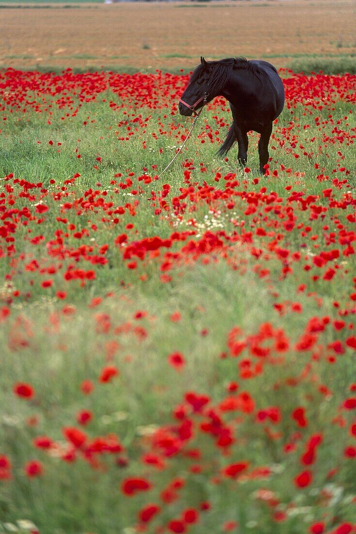 Black horse in a poppy field, Chianti, Tuscany, Italy, Europe