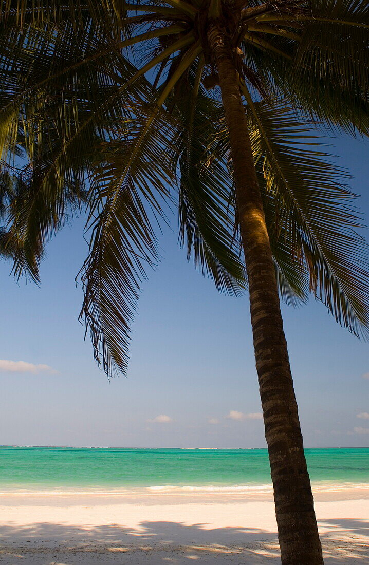 Palm trees above emerald sea, Paje Beach, Zanzibar, Tanzania, East Africa, Africa