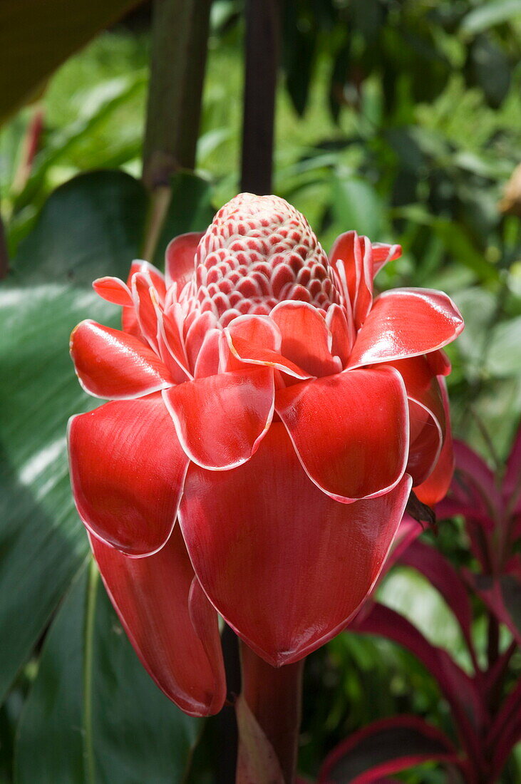 Tropical flower, Costa Rica, Central America