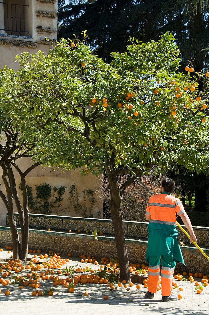 Gardners removing ripe oranges from trees in the gardens of the Real Alcazar, Santa Cruz district, Seville, Andalusia (Andalucia), Spain, Europe