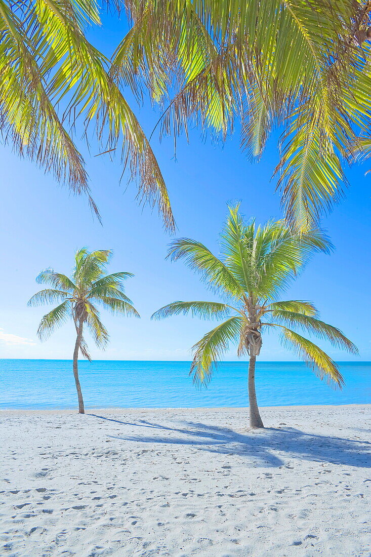 Palm trees on George Smathers Beach, Key West, Florida, United States of America, North America