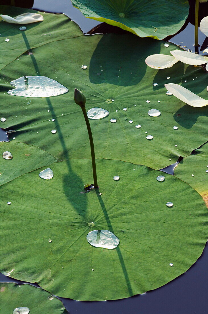 Water liliy at Yuanmingyuan (Old Summer Palace), Beijing, China, Asia