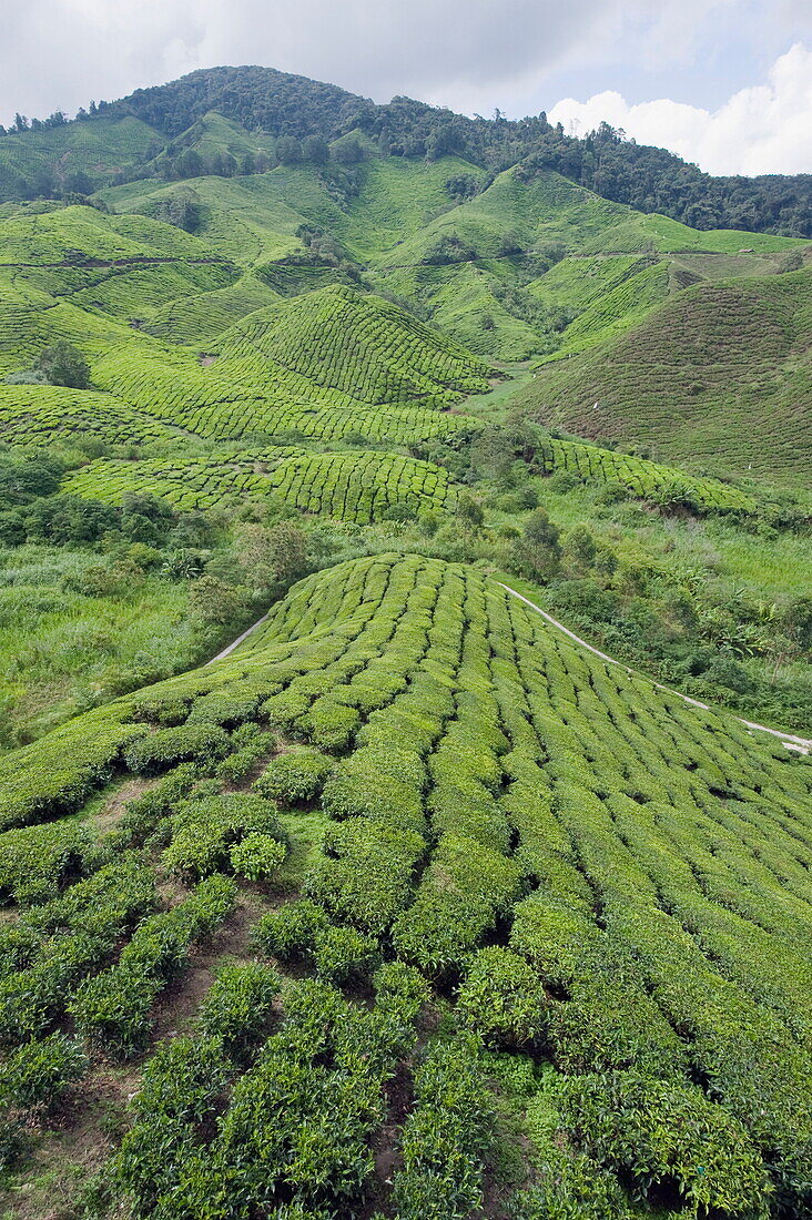 Tea plantation, BOH Sungai Palas Tea Estate, Cameron Highlands, Perak state, Malaysia, Southeast Asia, Asia