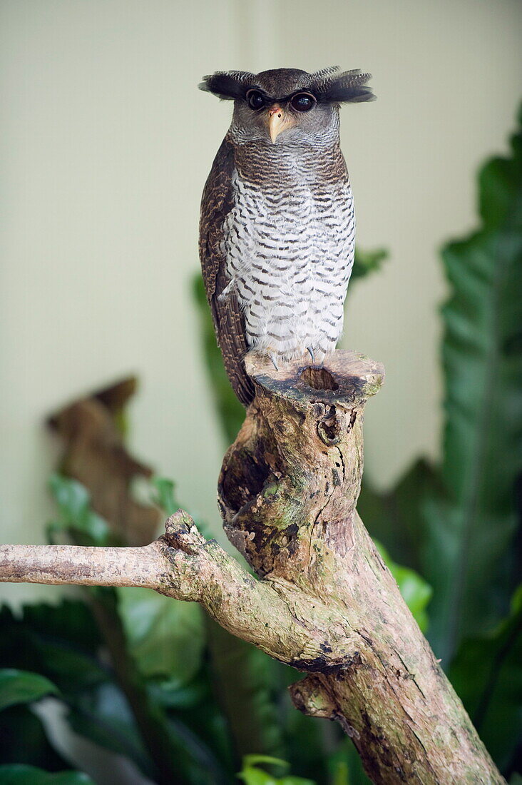 Malaysian eagle owl, KL Bird Park, Kuala Lumpur, Malaysia, Southeast Asia, Asia