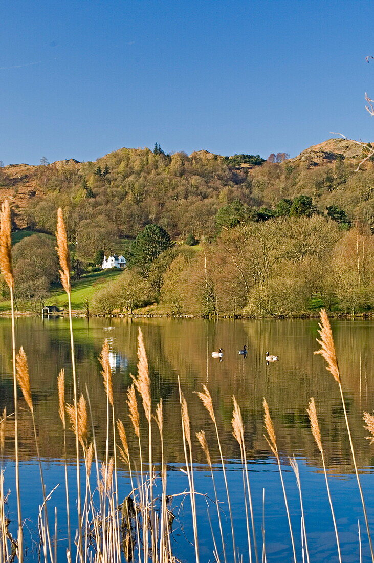 View through reeds, with wild ducks, across Lake Grasmere, Lake District National Park, Cumbria, England, United Kingdom, Europe