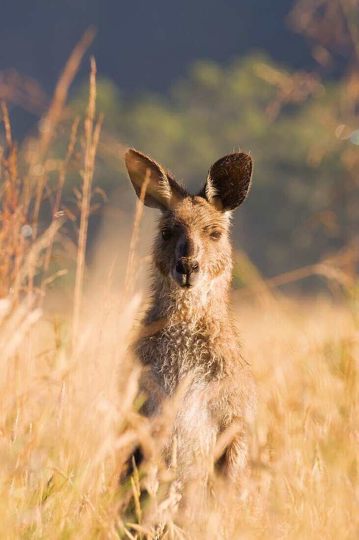 Eastern grey kangaroo, Geehi, Kosciuszko National Park, New South Wales, Australia, Pacific